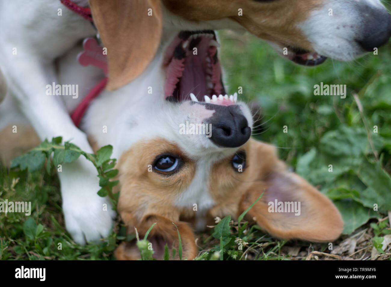 Cani che giocano nel prato Stock Photo
