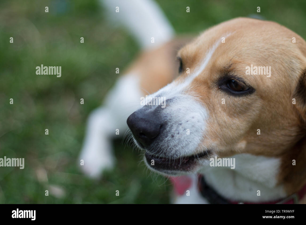 Bellissimo muso di beagle Stock Photo