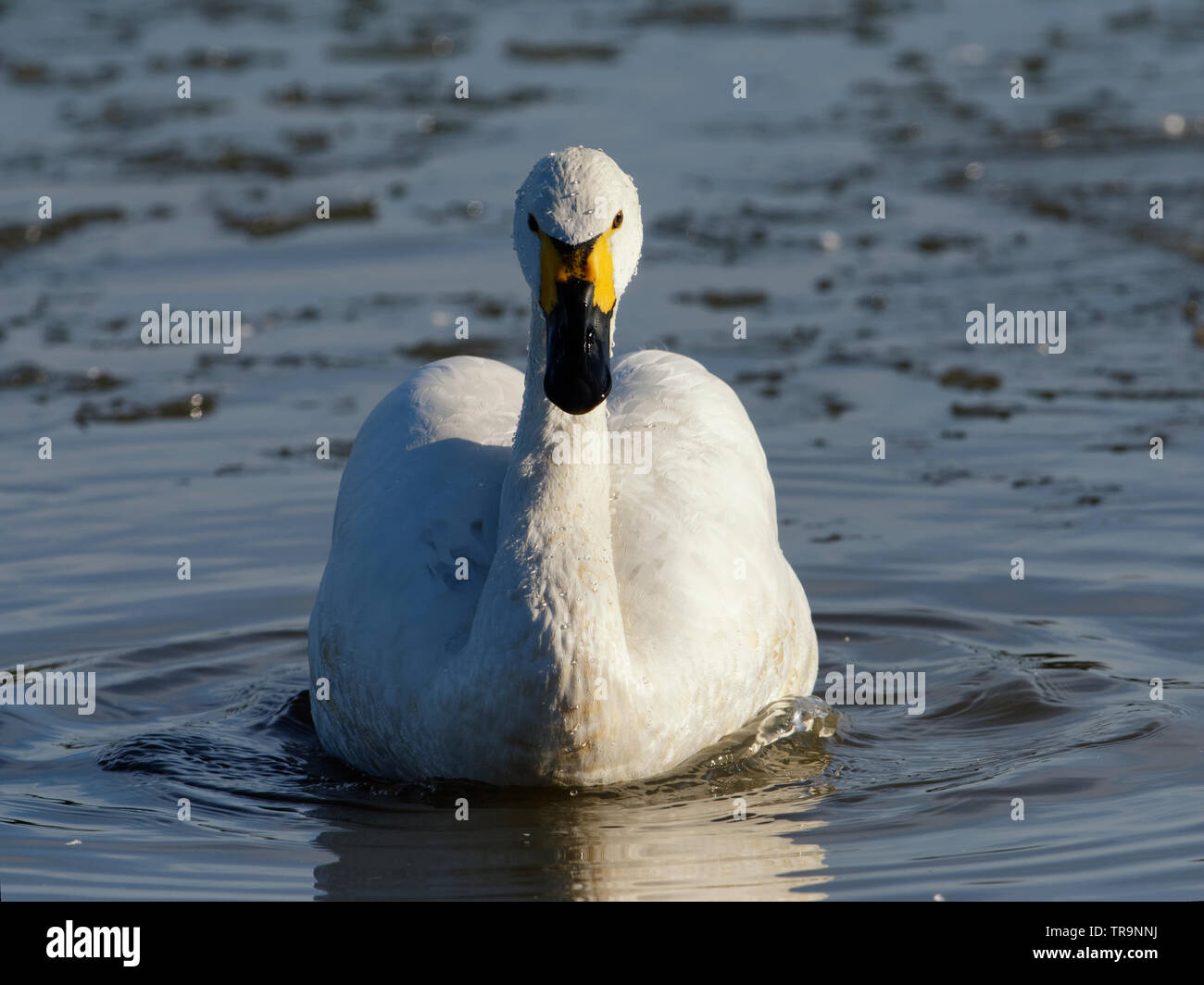 Bewick's Swan or Tundra Swan - Cygnus bewickii Single bird swimming in Winter Sunlight Stock Photo
