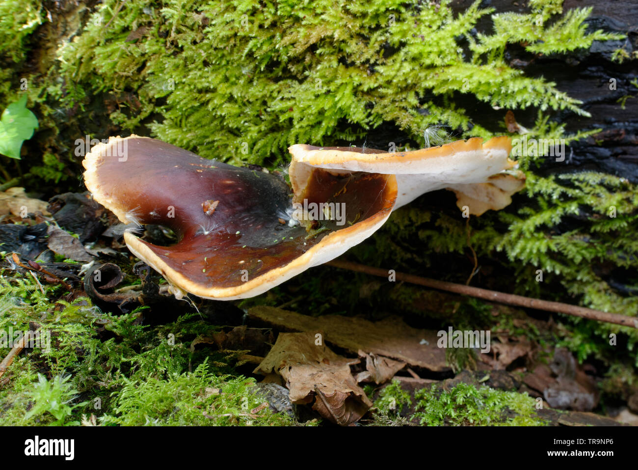 Bay Polypore - Polyporus durus  Bracket Fungus growing on Moss covered Log Stock Photo