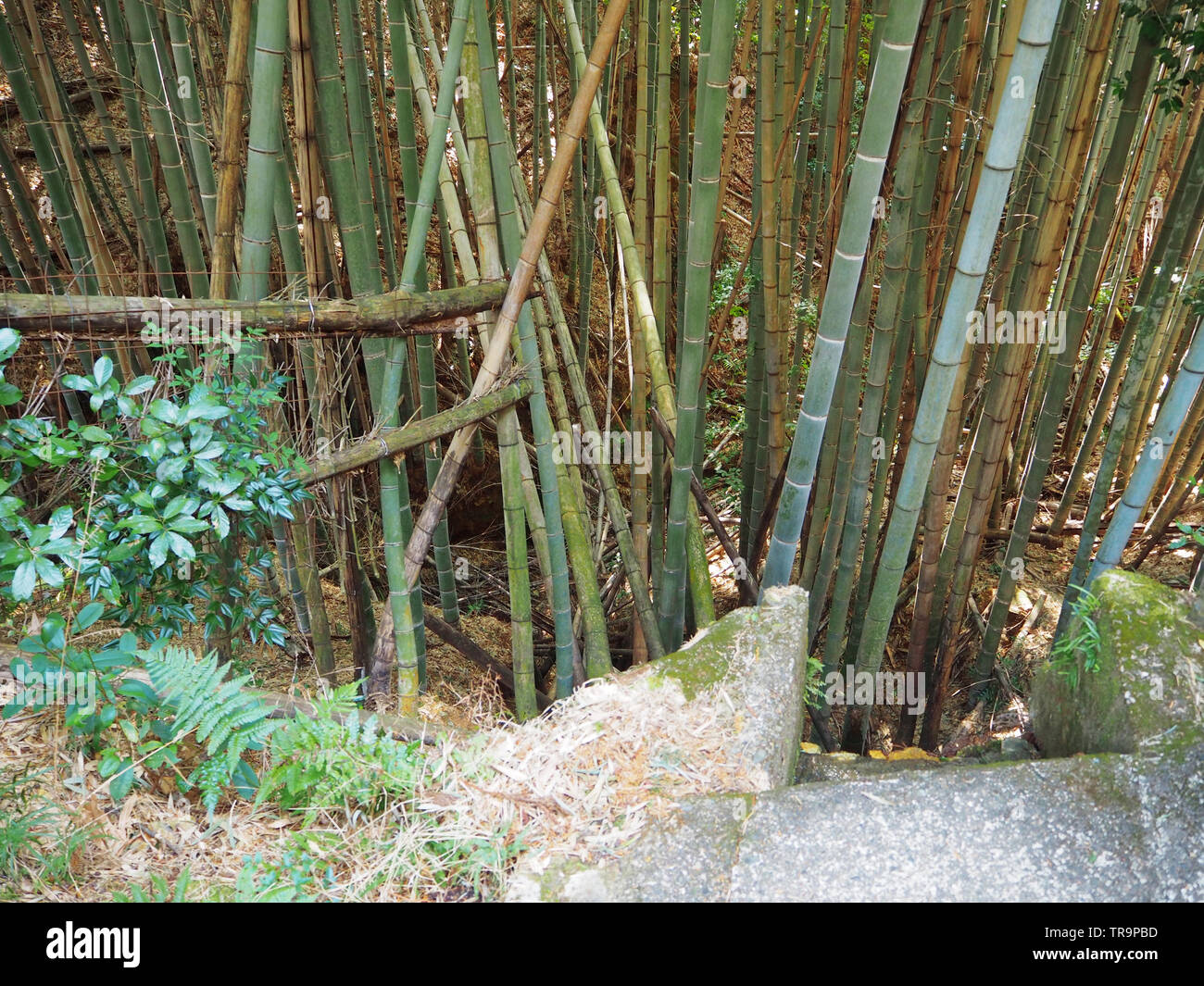 Bamboo forest at Fushimi InariTaisha Stock Photo Alamy
