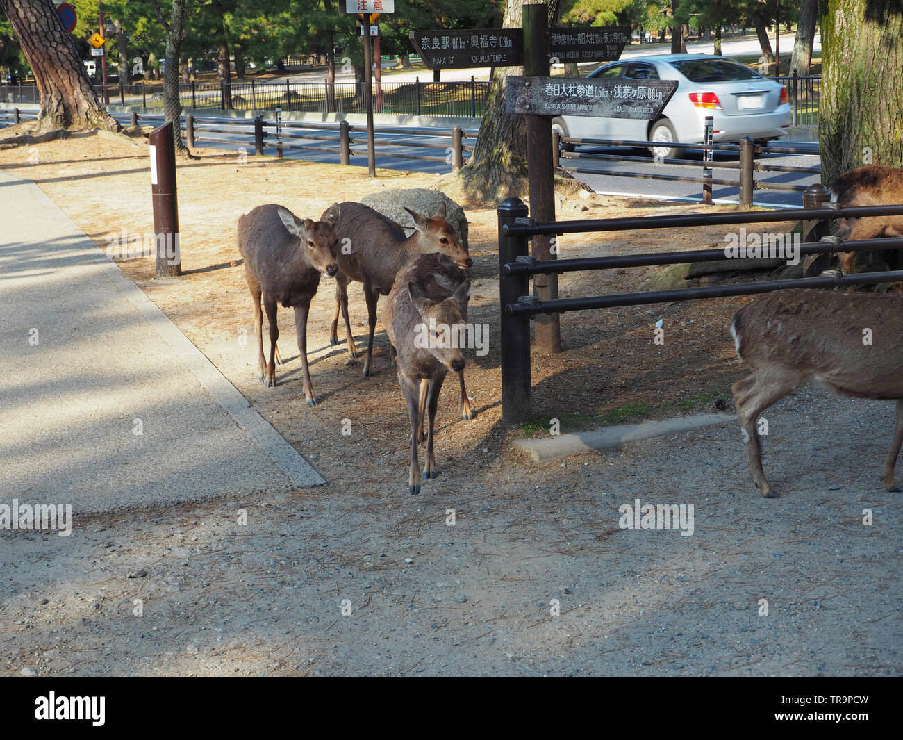 Japanese deer in Nara Park Japan Stock Photo