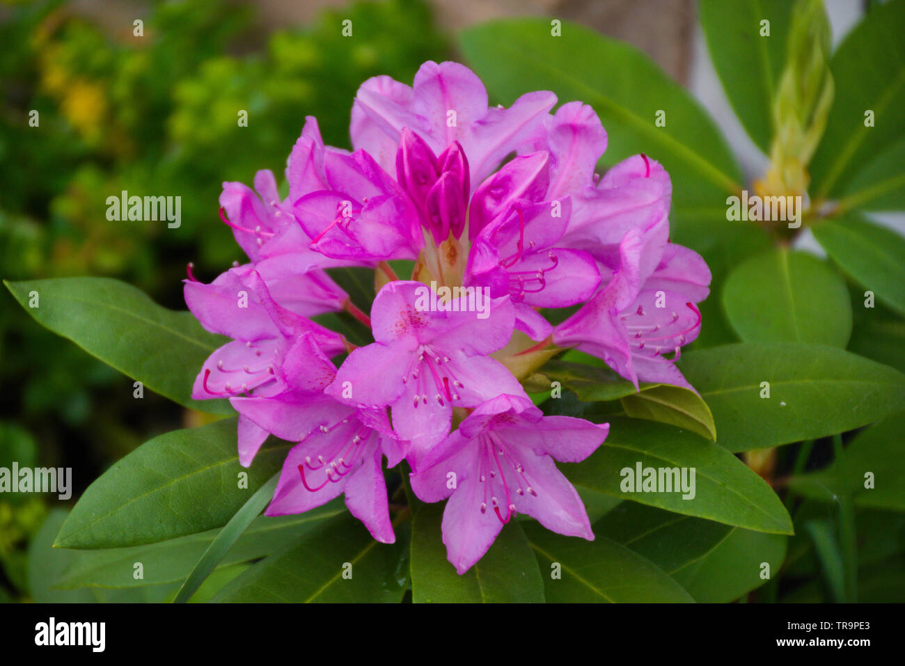 Purple hawaii flowers hi-res stock photography and images - Alamy