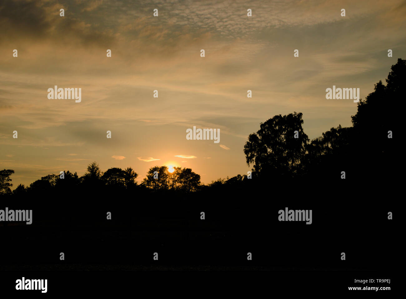 Sunset behind the silhouetted trees. Stock Photo