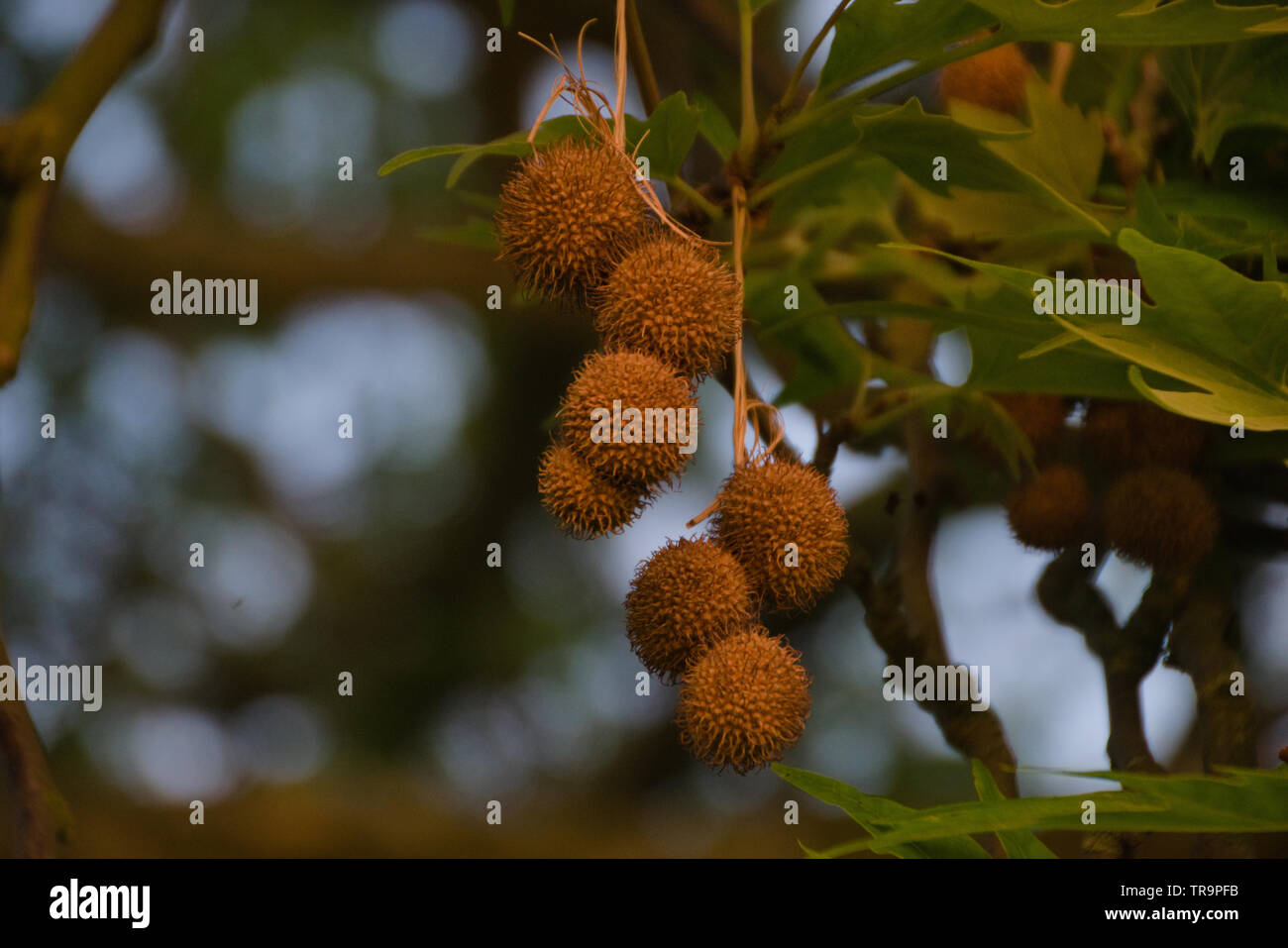 Sycamore nut and leaves Stock Photo