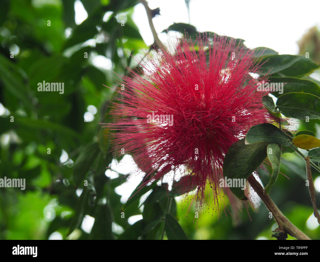 red ball-like flower of a plant in the greenhouse of the shinjuku parks in tokyo japan Stock Photo