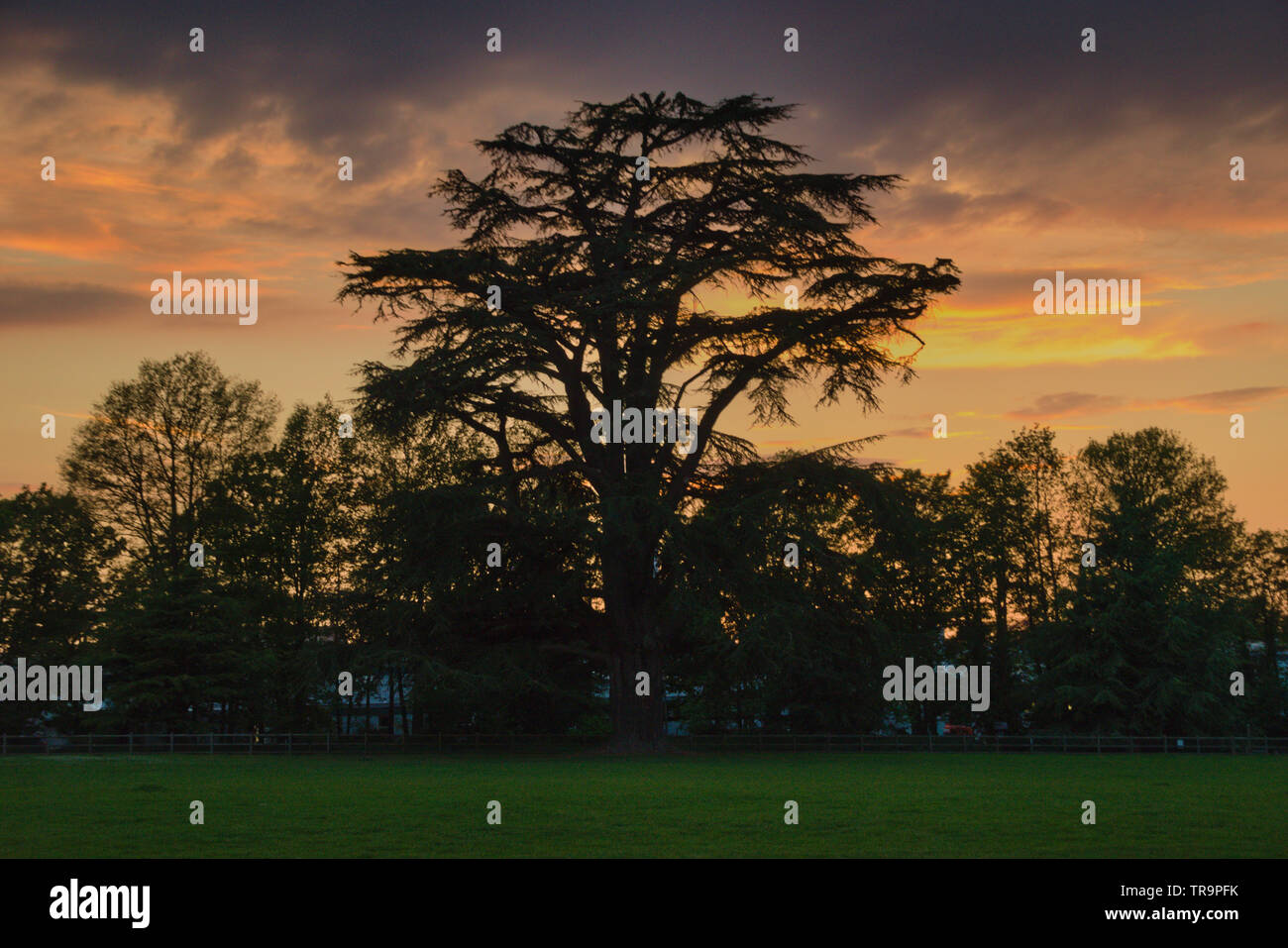 Sunset behind the silhouetted trees. Stock Photo
