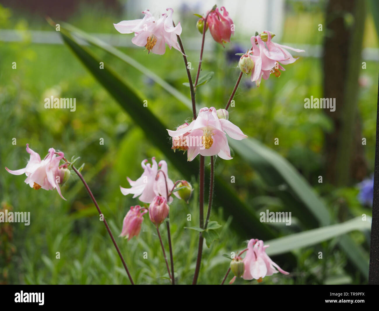 Closeup of a gently pink Columbine flower with out of focus background Stock Photo