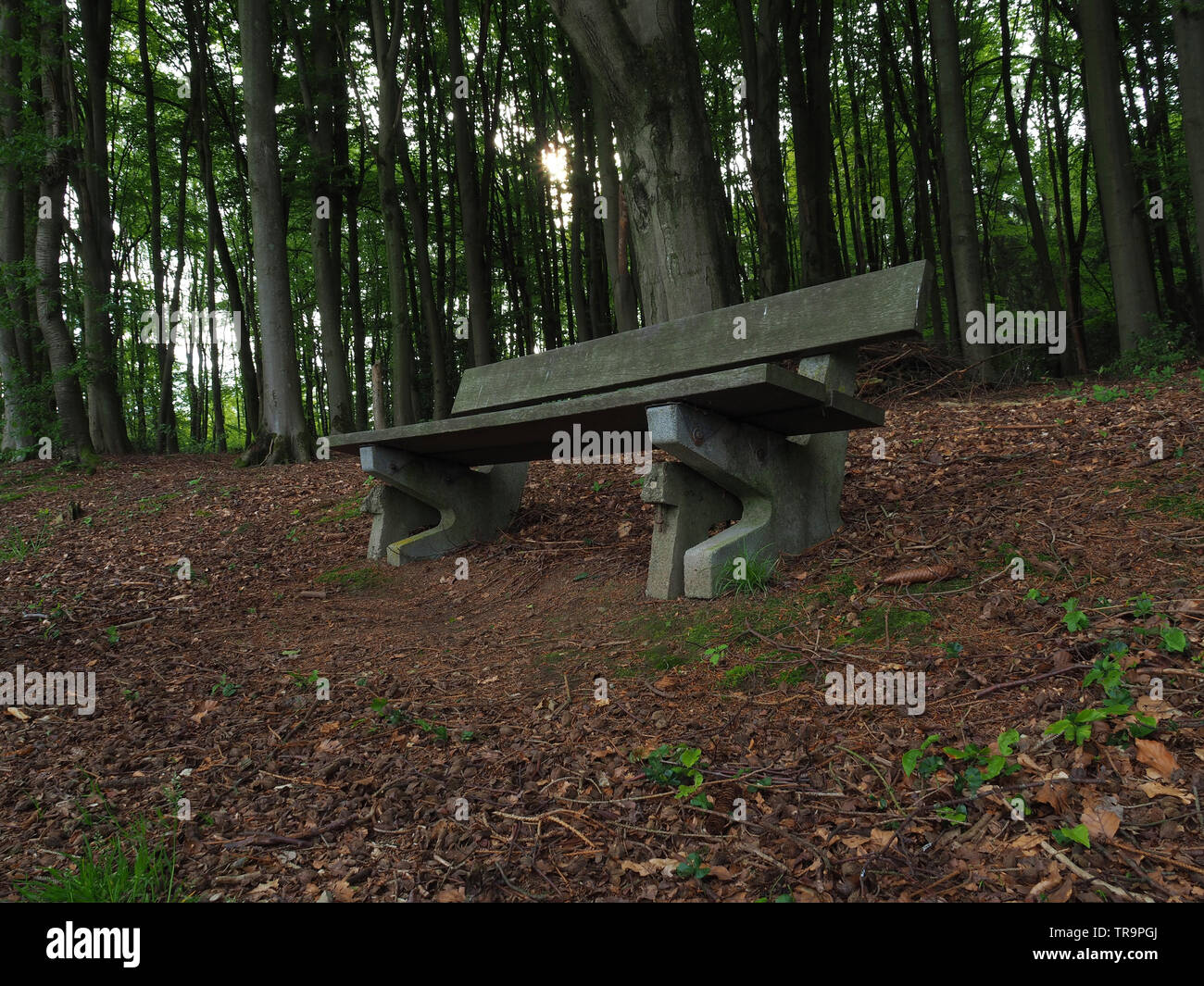 A wooden bench in a forest in Wiehl Germany Stock Photo