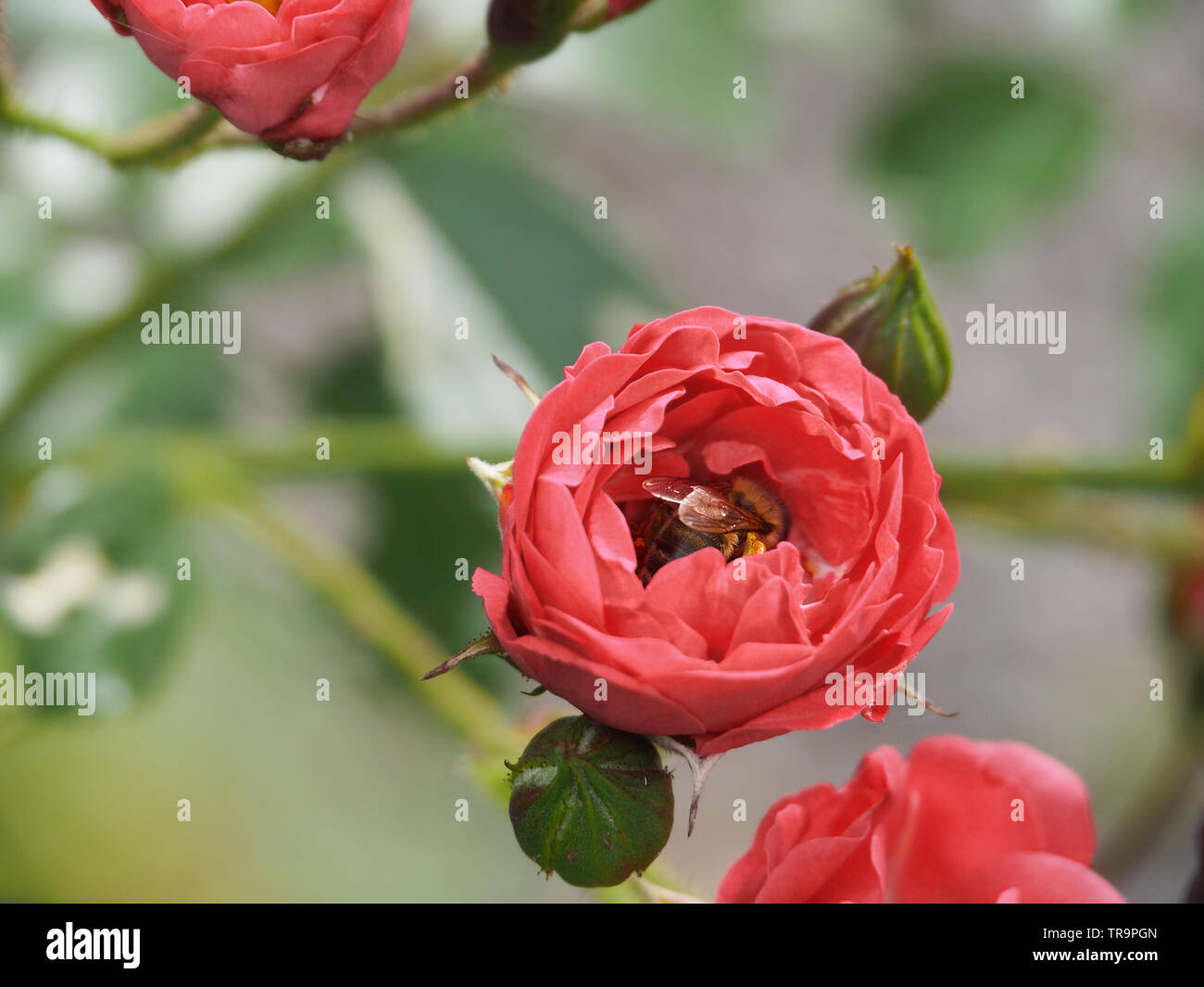 Honeybee in a pink rose Stock Photo
