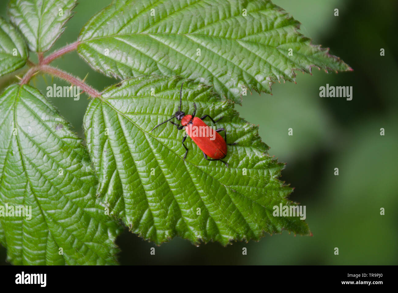Lily beetle sitting on a leaf Stock Photo