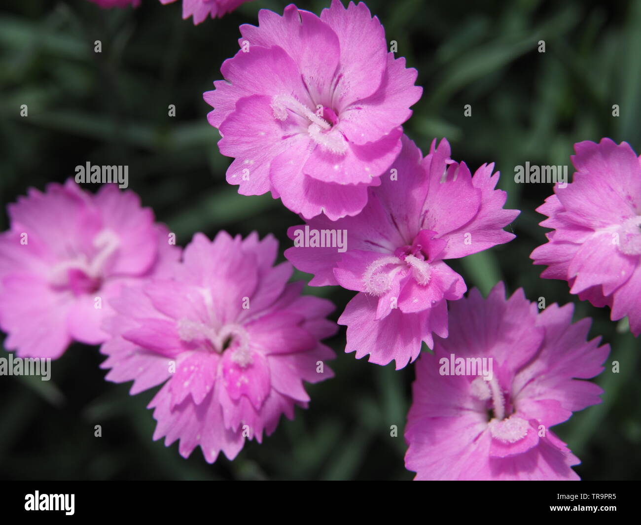 pink carnation flower close up Stock Photo
