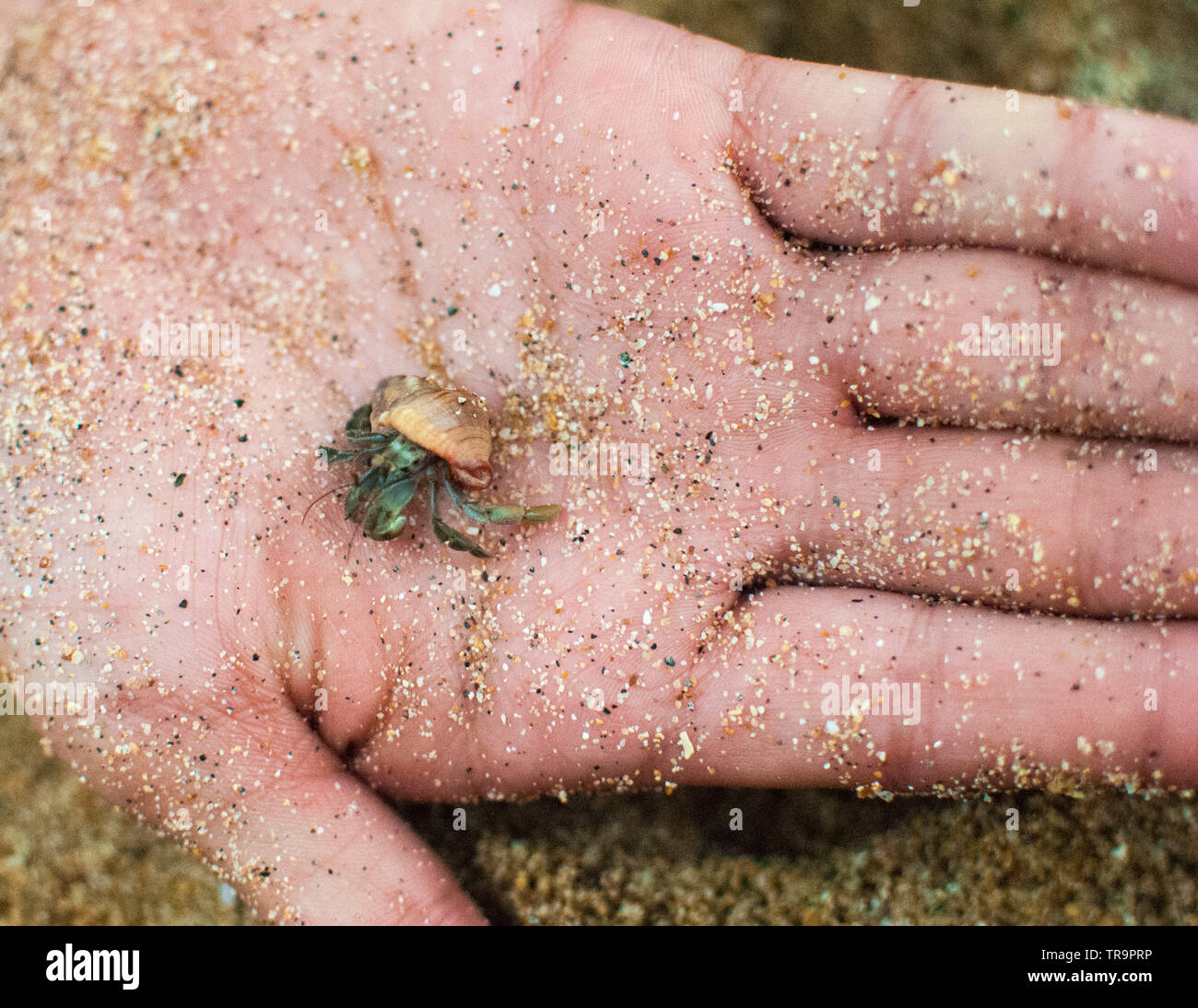 Small hermit crab hi-res stock photography and images - Alamy