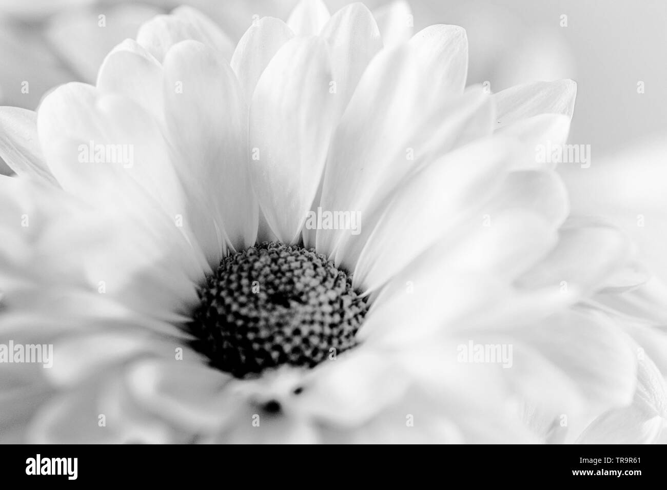 A Daisy symbolizes innocence and purity. It can also symbolize new beginnings Stock Photo