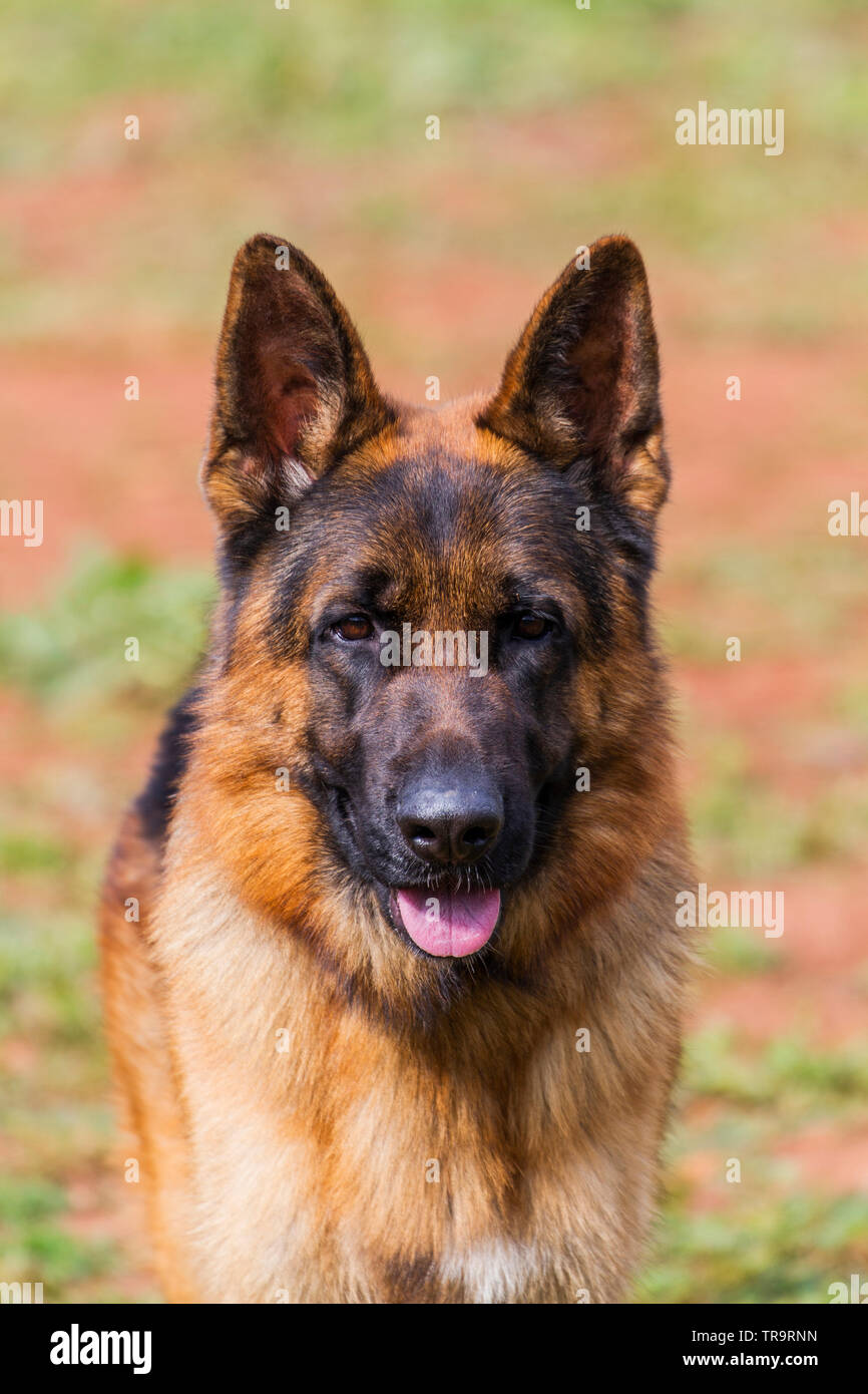 Wolf-dog K9 portrait Stock Photo - Alamy