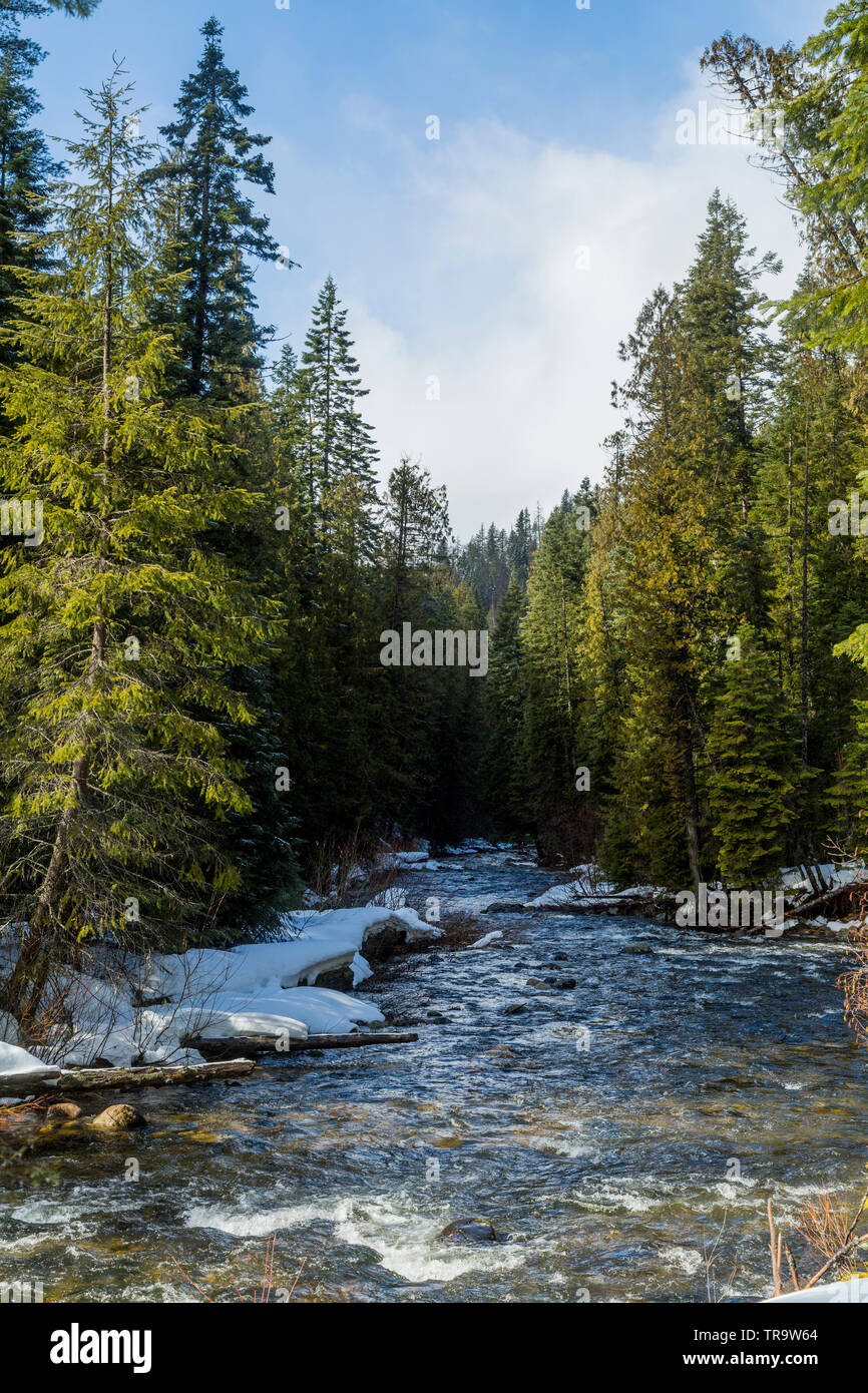 Small river runs through snowy pine forest under blue sky with clouds. Stock Photo