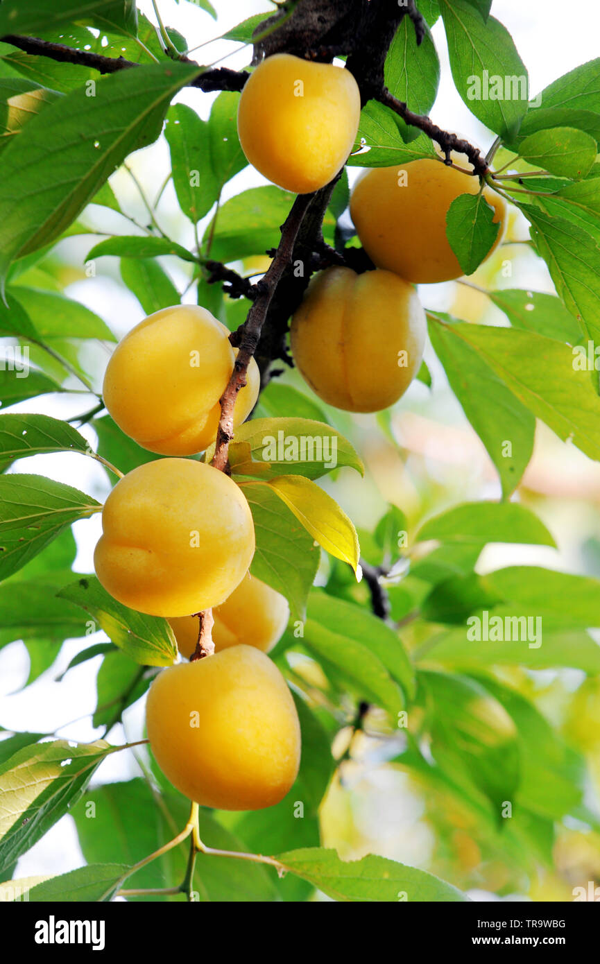 ripe apricot tree Stock Photo - Alamy