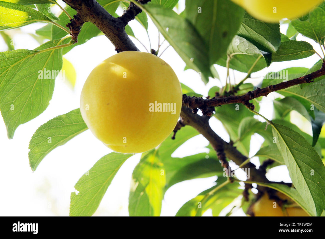 ripe apricot tree Stock Photo - Alamy