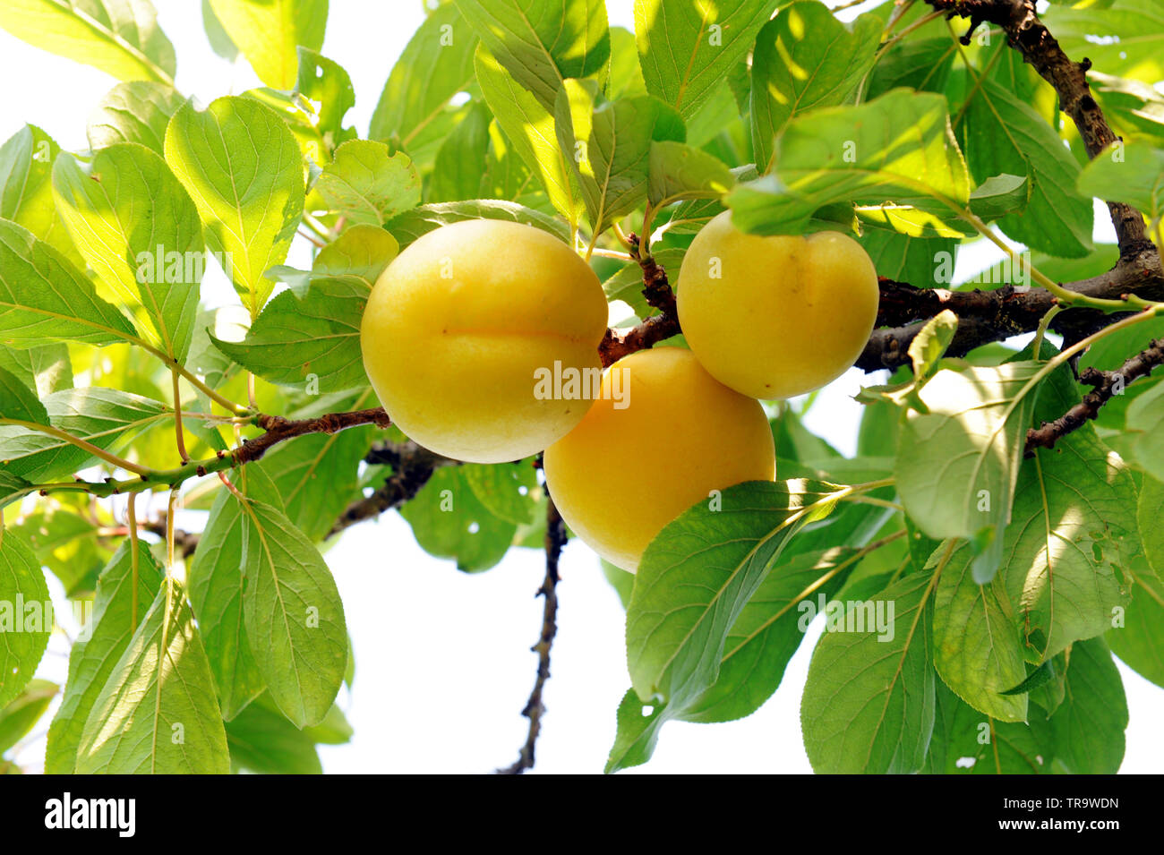 ripe apricot tree Stock Photo - Alamy