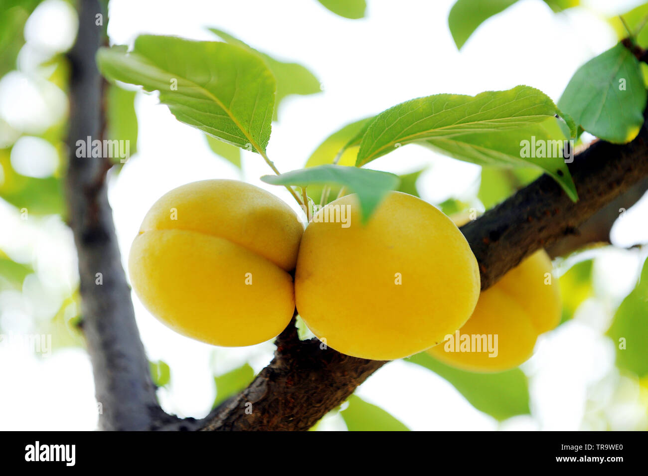 ripe apricot tree Stock Photo - Alamy