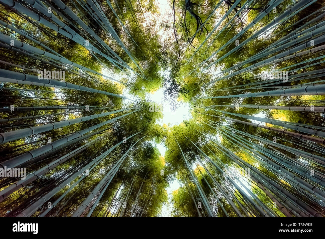 Arashiyama Bamboo Forest in Kyoto, Japan Stock Photo