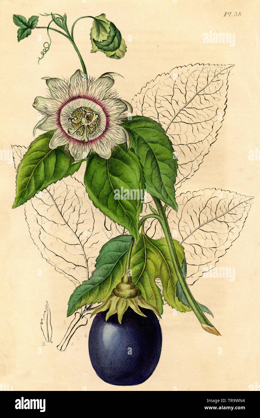 Maracuja  Passiflora edulis,  (, ) Stock Photo
