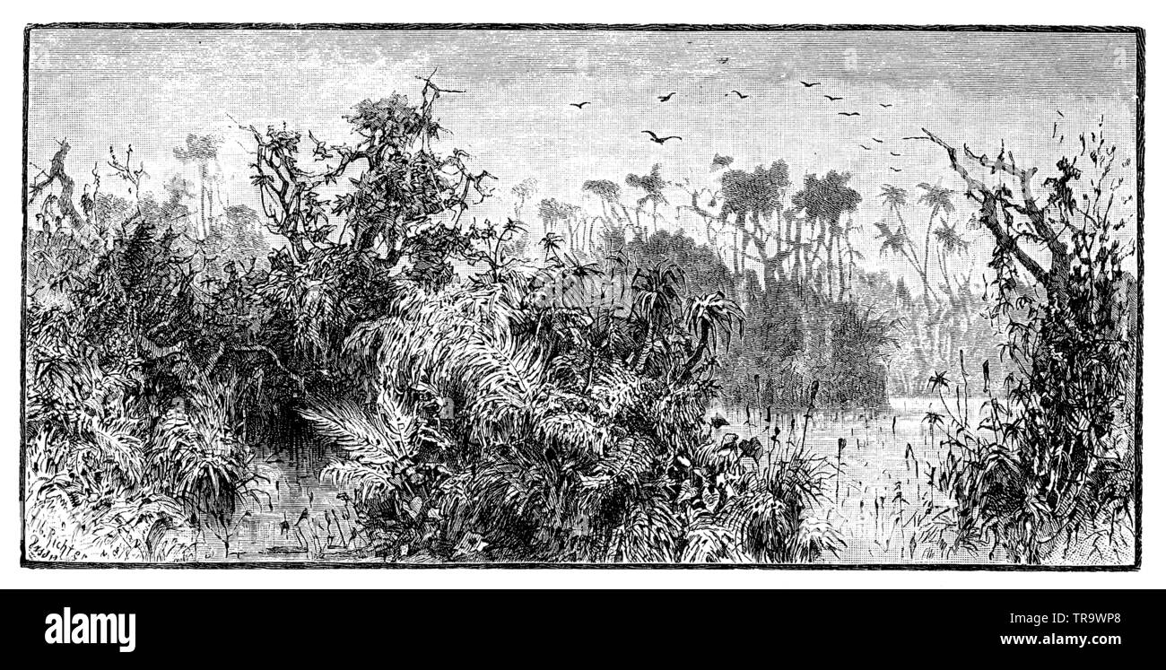 Rainforest in India, ,  (encyclopedia, 1893) Stock Photo