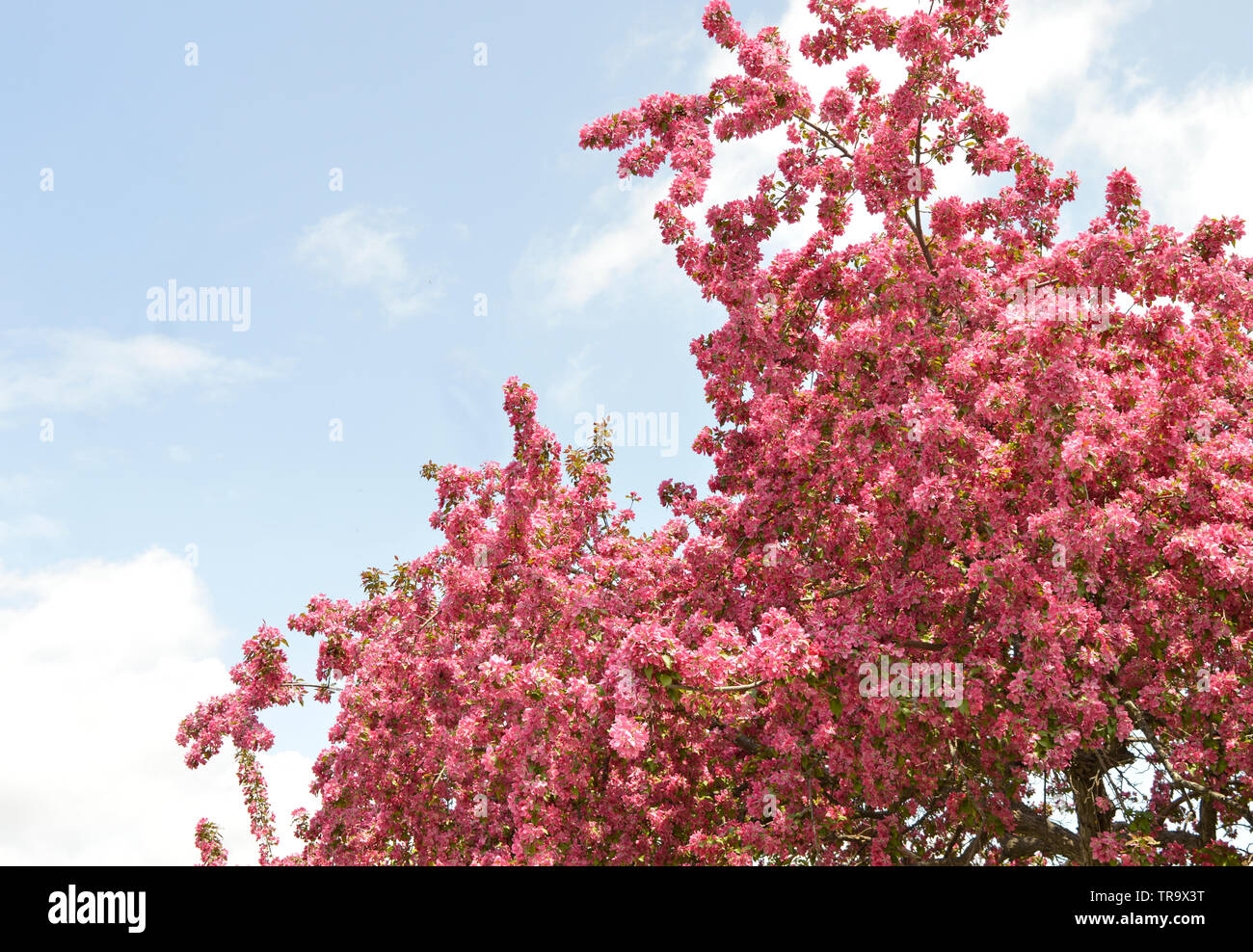 Crab Apple tree in full bloom. Spring time brings the flowers and sweet