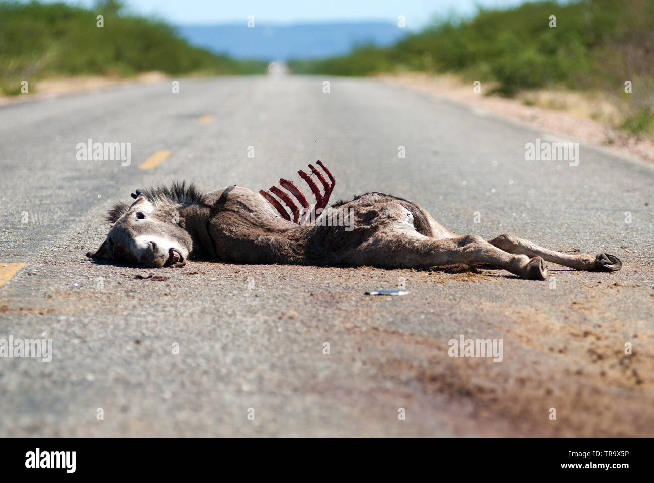 Animal hit hi-res stock photography and images - Alamy