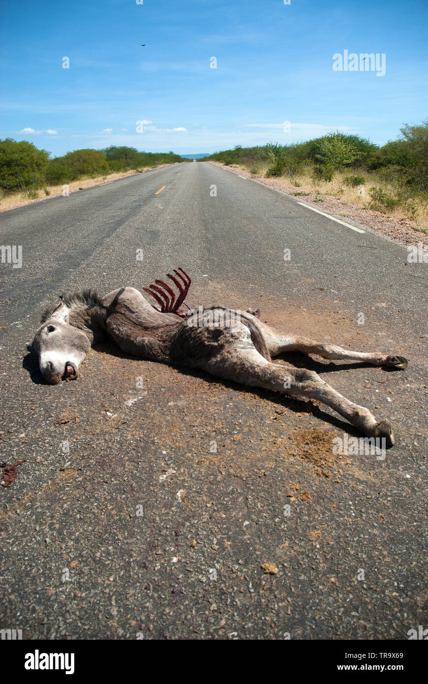 Danger on the road.Animal dead, Donkey was hit by truck on the road near the city of Juazeiro, Bahia, Brazil. Stock Photo