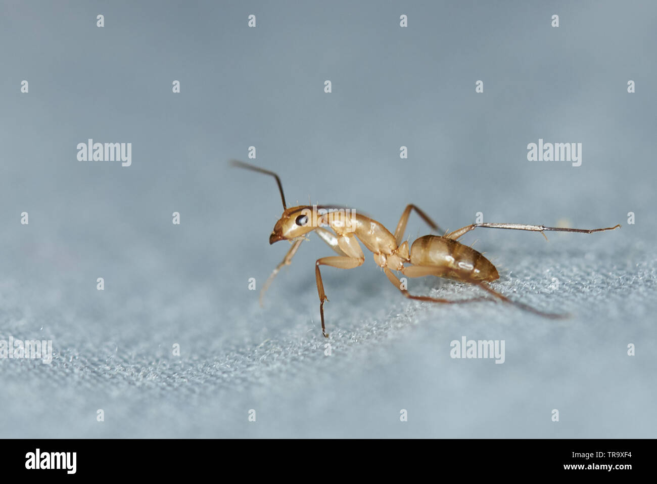One brown worker ant close up view on blurred blue background Stock Photo