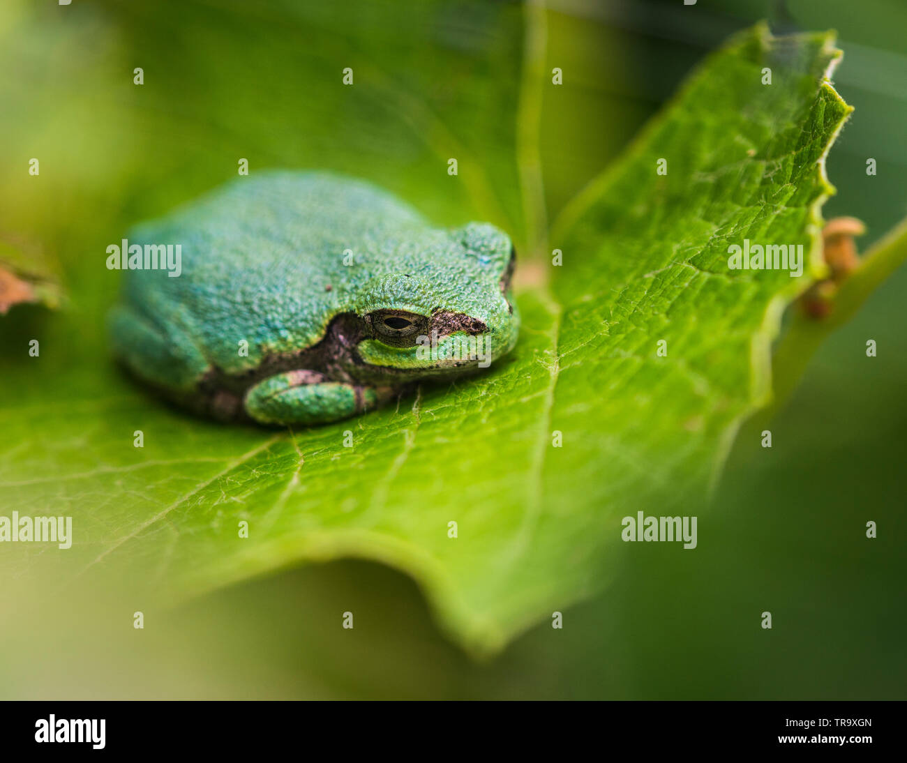 GRAY TREEFROG ON LEAF Stock Photo