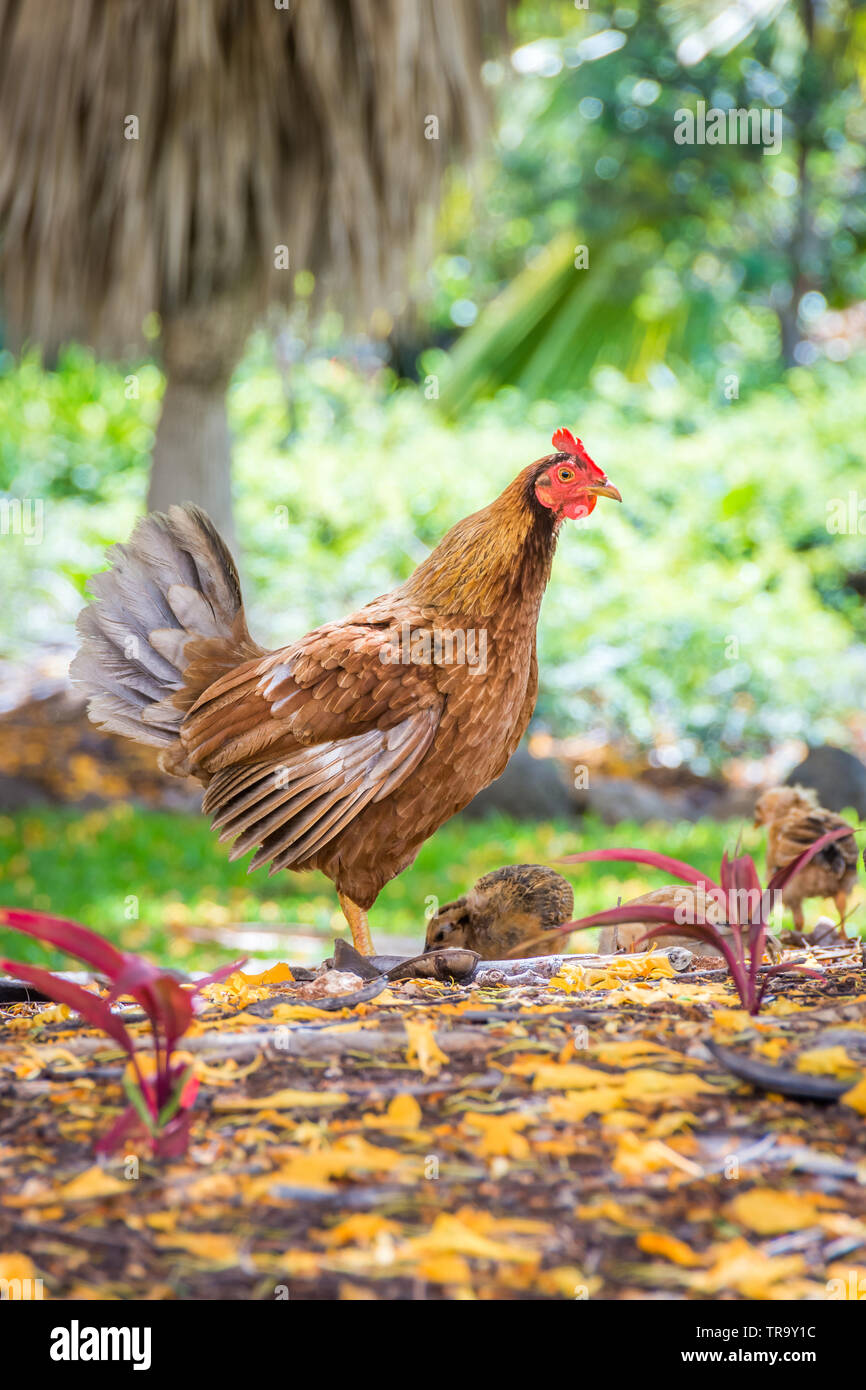 A mother hen on high alert, standing guard while her nearby chicks search for food. Stock Photo