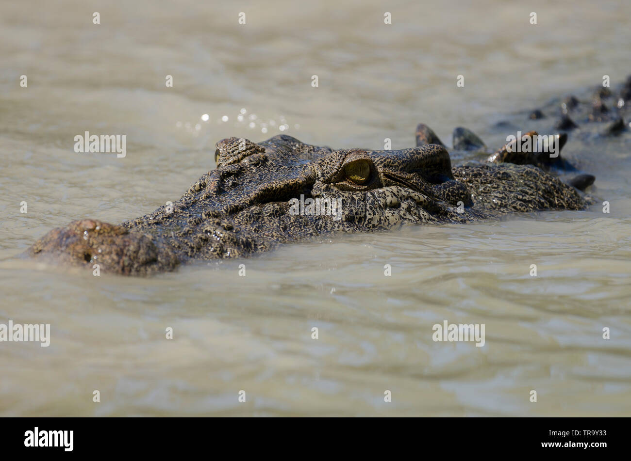 Large saltwater crocodile at Cahills Crossing, East Alligator river, Kakadu, lying in-wait for fish swimming over the low-level causeway. Stock Photo