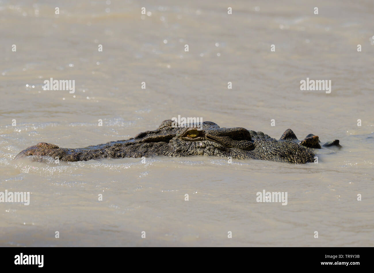 Large saltwater crocodile at Cahills Crossing, East Alligator river, Kakadu, lying in-wait for fish swimming over the low-level causeway. Stock Photo