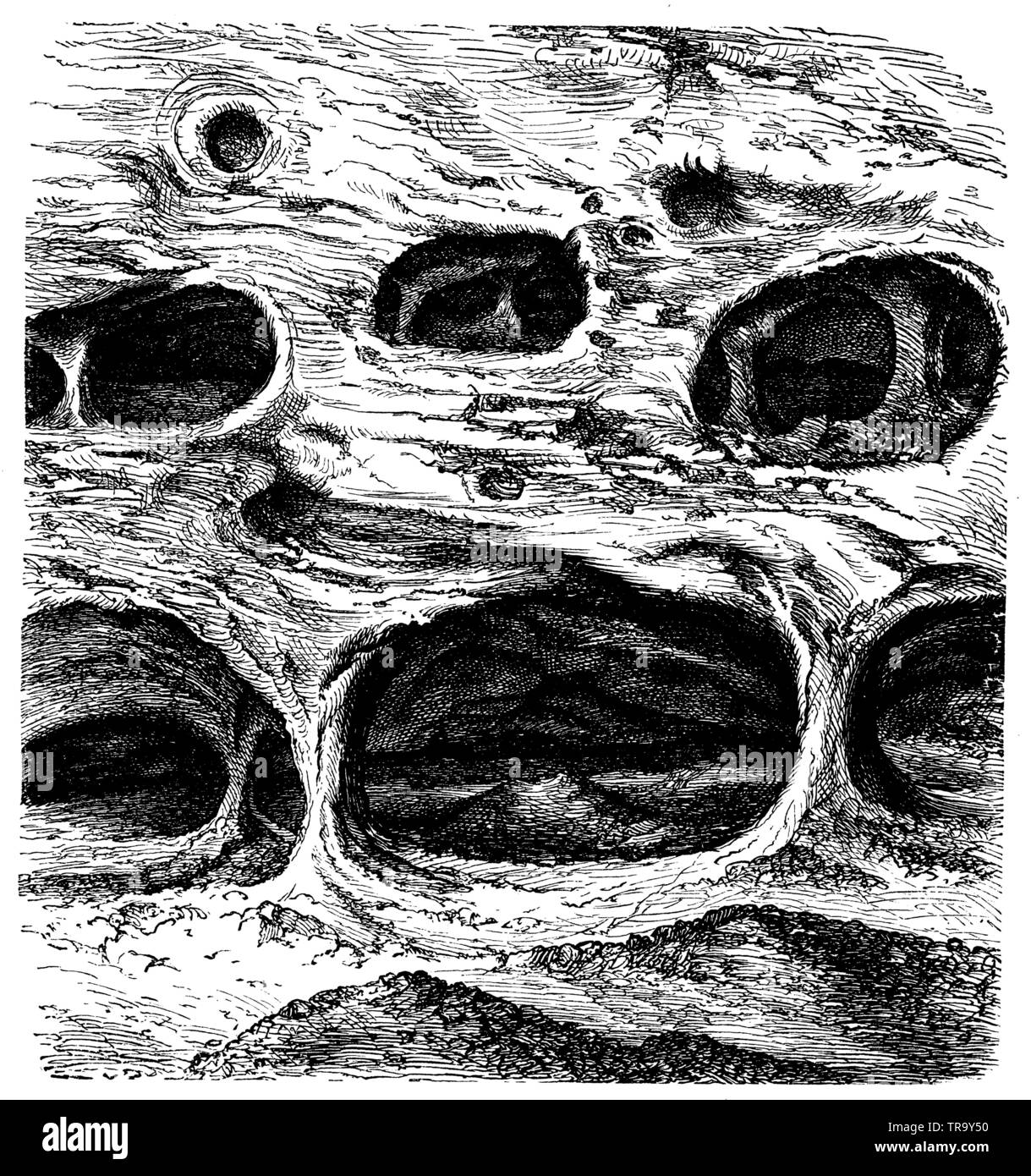 Cave-shaped washdowns in the sandstone rocks of Saxon Switzerland, , anonym (evolution history book, 1890) Stock Photo