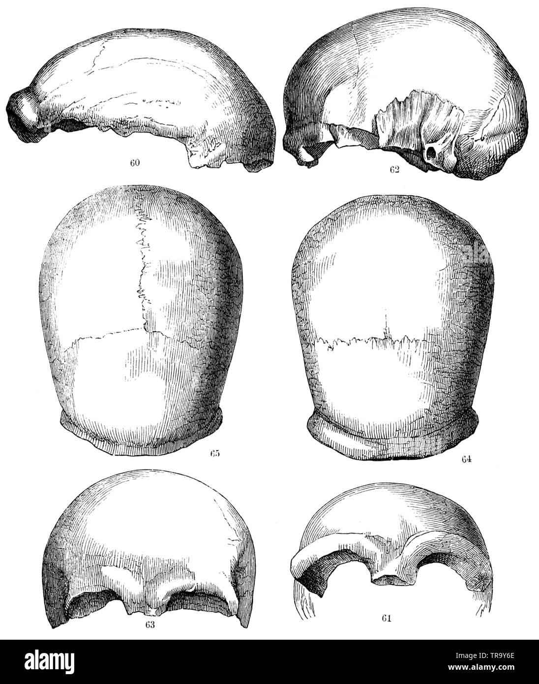 Skull shapes. 60) from the Neanderthal (profile). 61) Seen from the front from the Neanderthal. 62) from Engis (in profile). 63) from Engis from the front. 64)Neanderthal skull from above. 65) Engis skull from above., ,  (anthropology book, 1874) Stock Photo