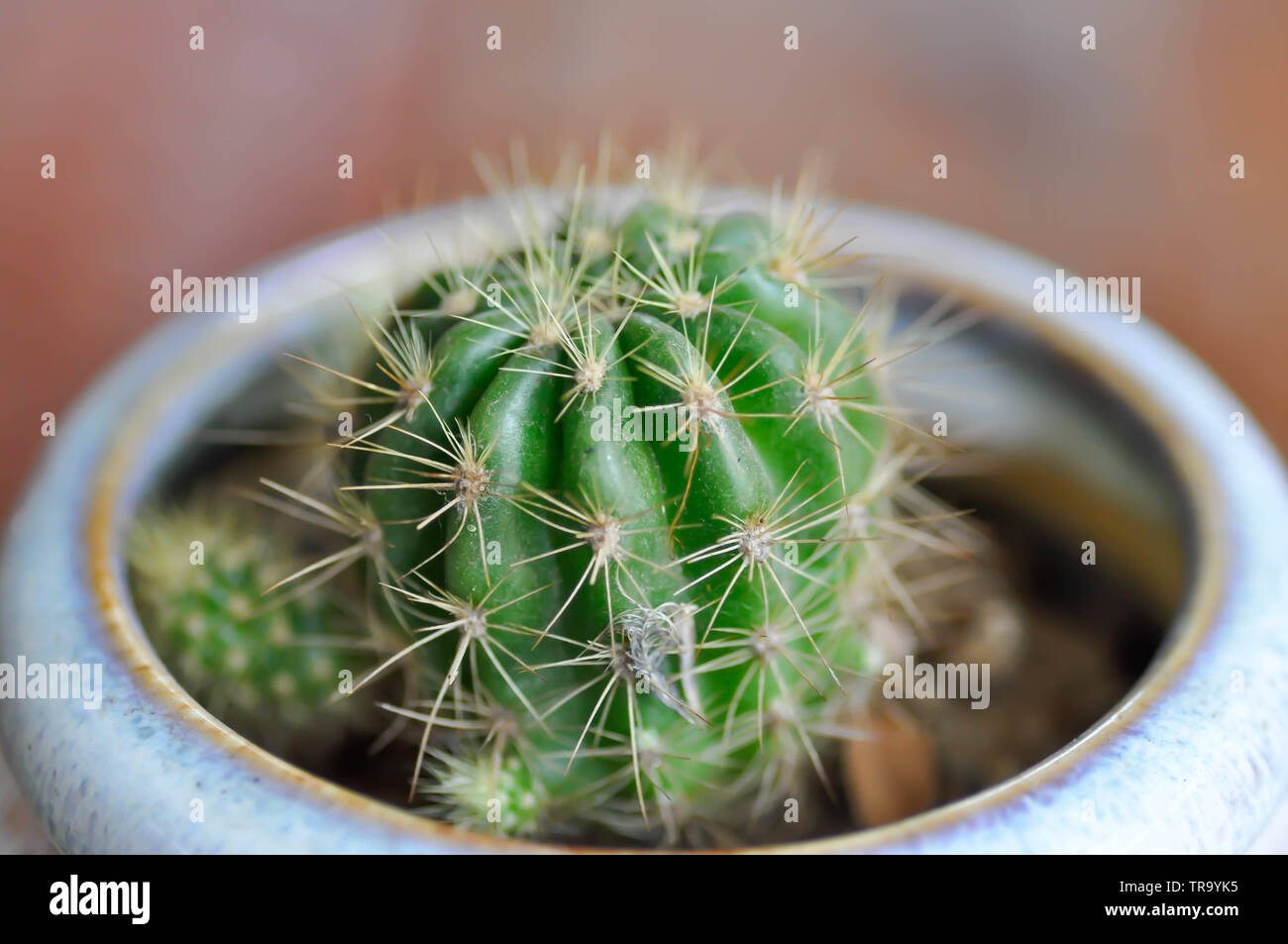 cactus in the flower pot, Echinopsis calochlora Stock Photo