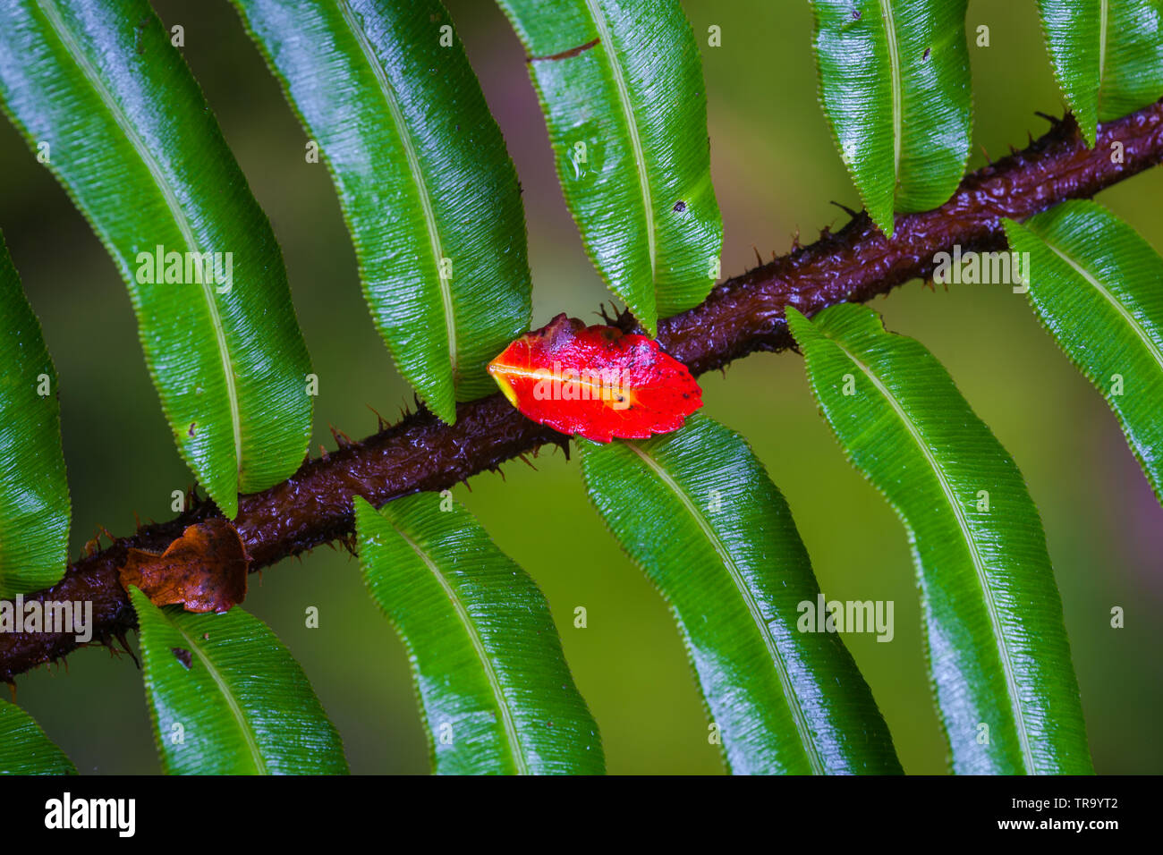 Red leaf on a branch in the understory of the cloudforest of La Amistad national park, western highlands, Chiriqui province, Republivc of Panama. Stock Photo