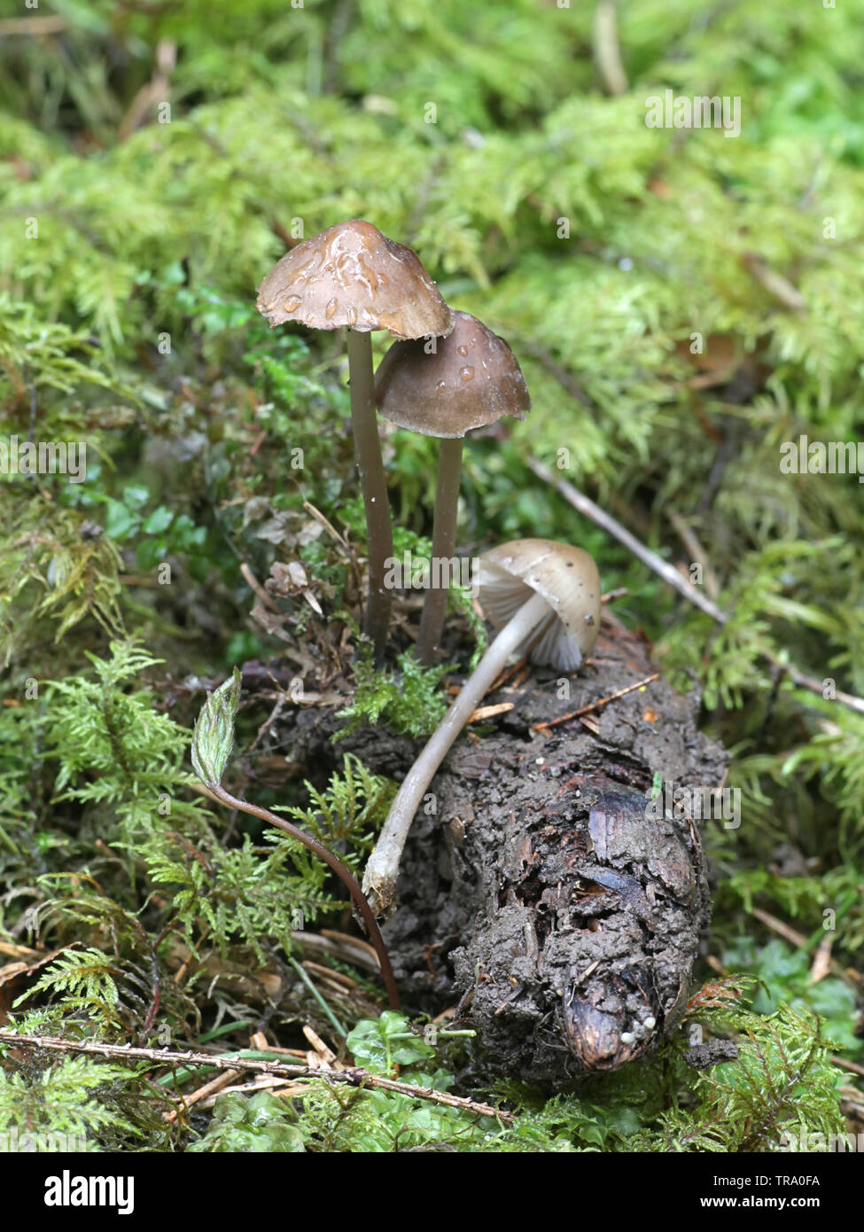 Mycena plumipes, an early spring bonnet growing on a spruce cone in Finland Stock Photo