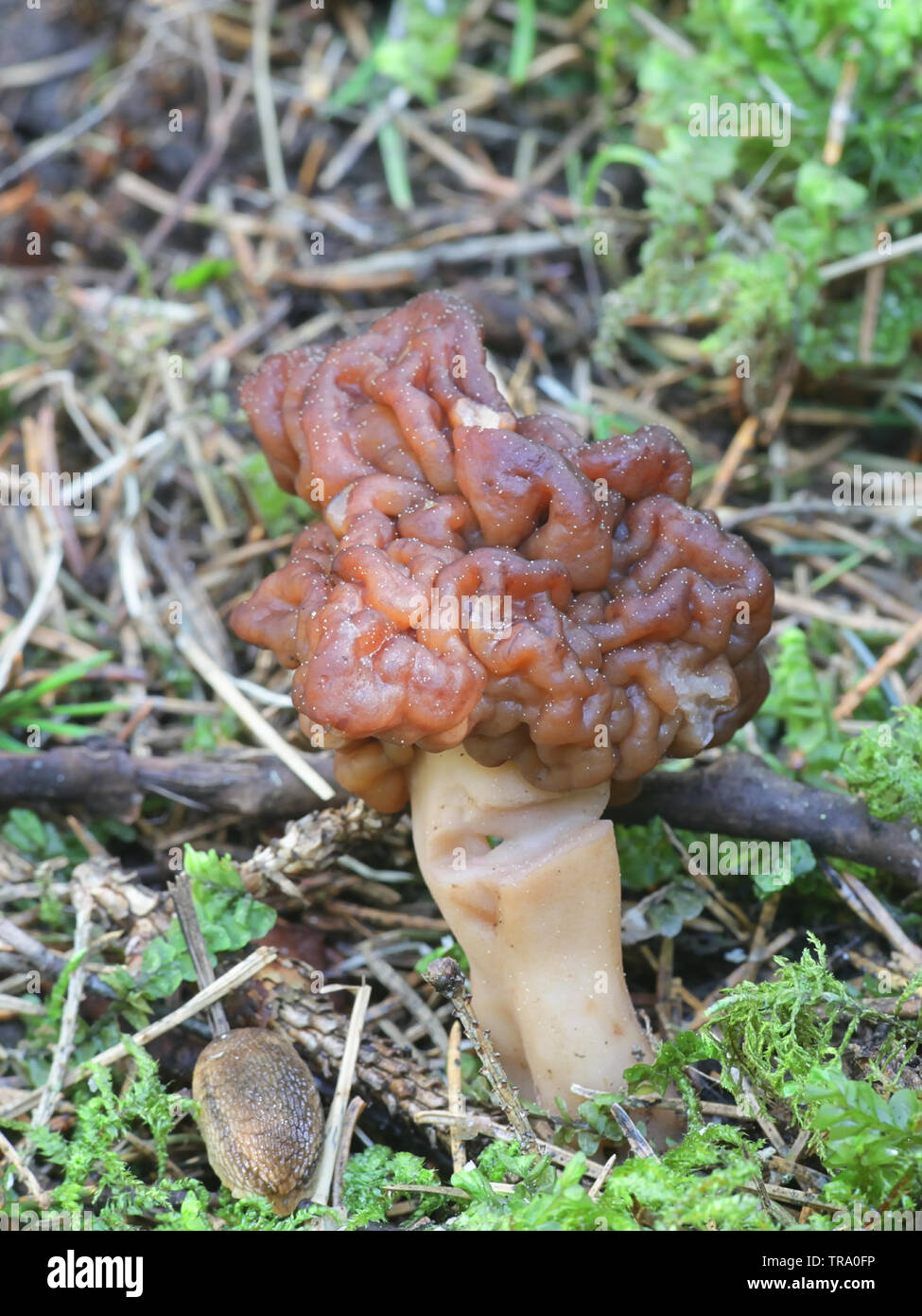 Gyromitra esculenta, known as the False Morel, a wild mushroom from Finland Stock Photo