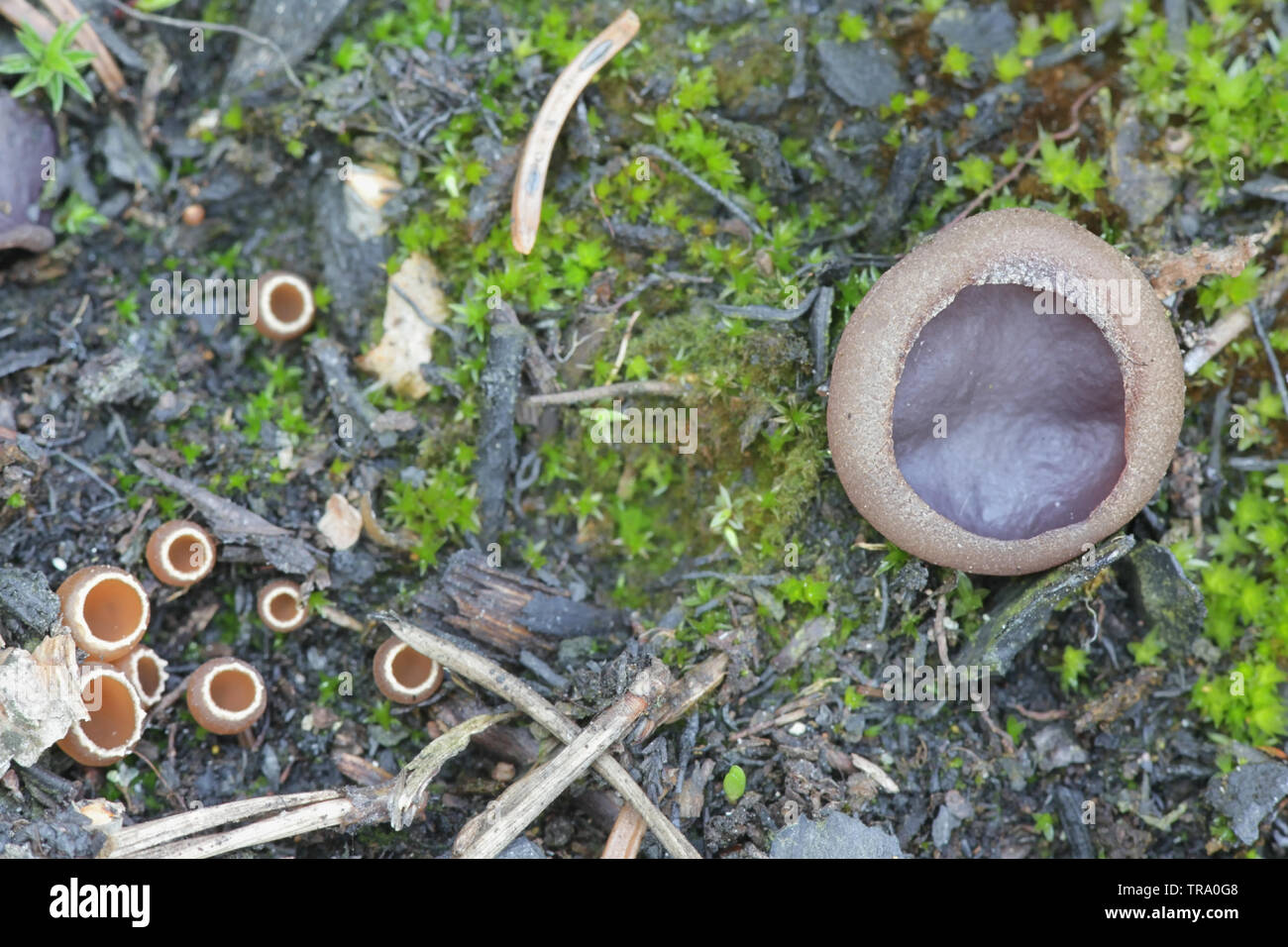 Bigger Plicaria endocarpoides and smaller Geopyxis carbonaria, two ...