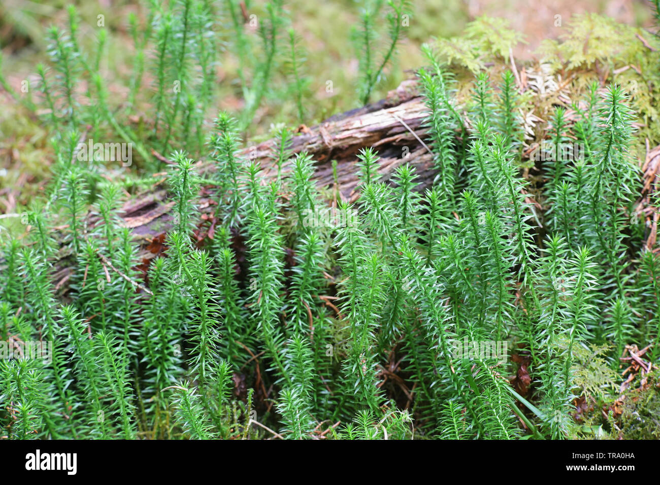Lycopodium annotinum, known as stiff clubmoss or club-moss, traditional folk medicine Stock Photo