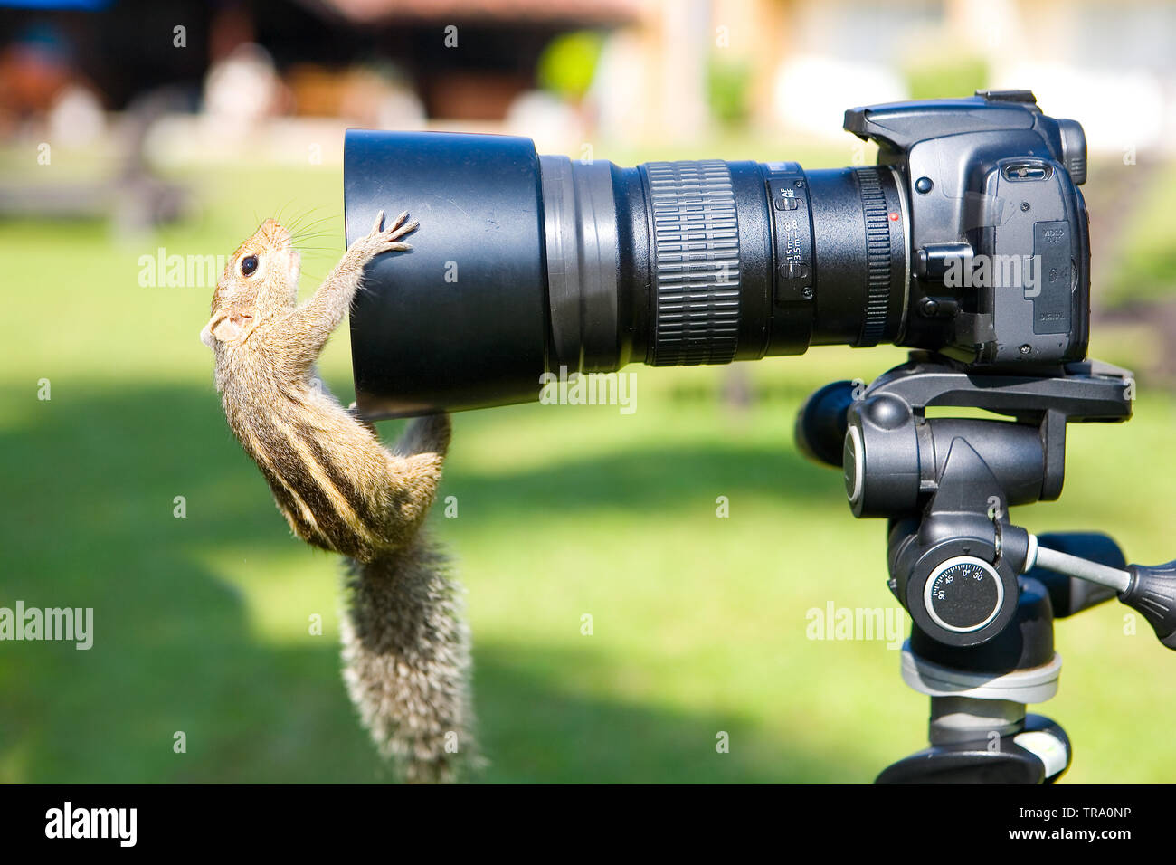 spectrum inzet Zwembad Funny palm squirrel looks into the lens of the camera. Humor and animals  Stock Photo - Alamy