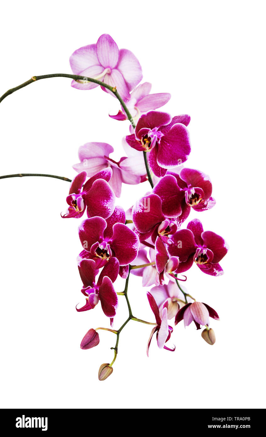 Rich branch of dark red orchid phalaenopsis flowers close-up, isolated on a white background, vertical image Stock Photo