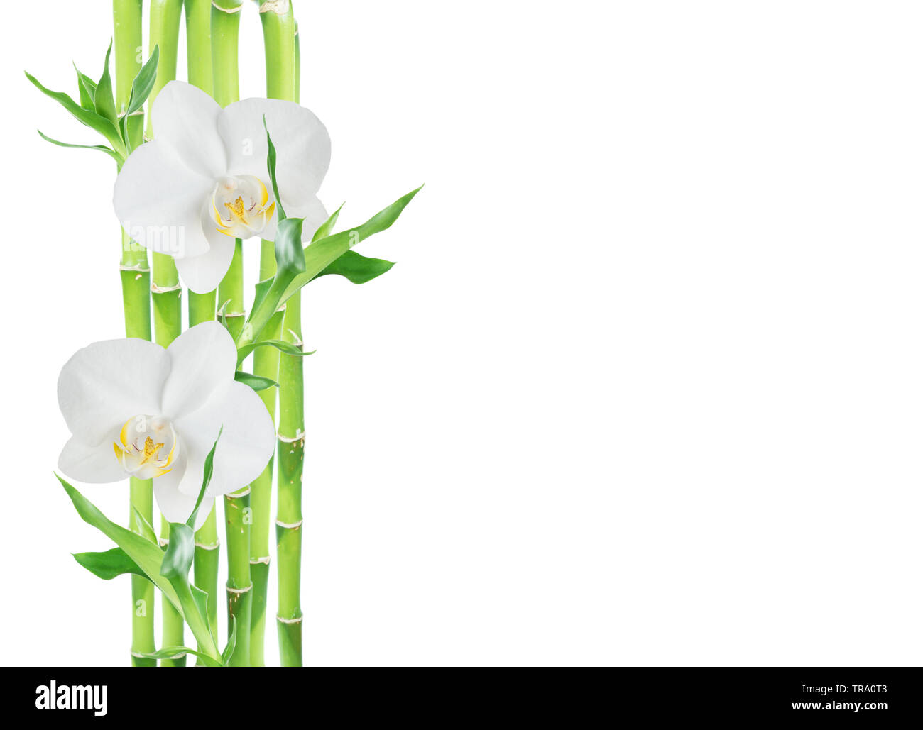 Several stems of Lucky Bamboo (Dracaena Sanderiana) with green leaves and two white orchid flowers, isolated on white background, with copy-space Stock Photo
