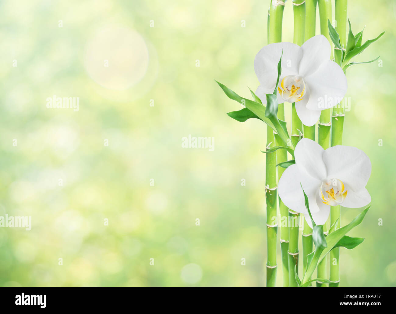 Several stems of Lucky Bamboo (Dracaena Sanderiana) with green leaves and two white orchid flowers, isolated on white background, with copy-space Stock Photo