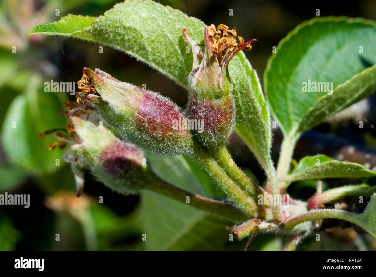 Apple with Fasciation Stock Photo