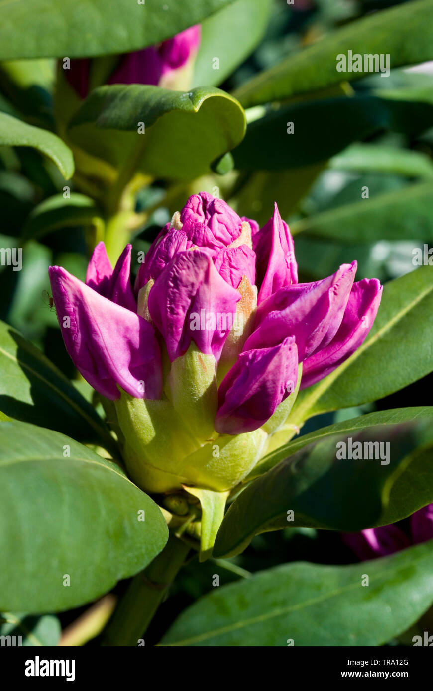 Rhododendron 'Pink Purple Dream' Stock Photo