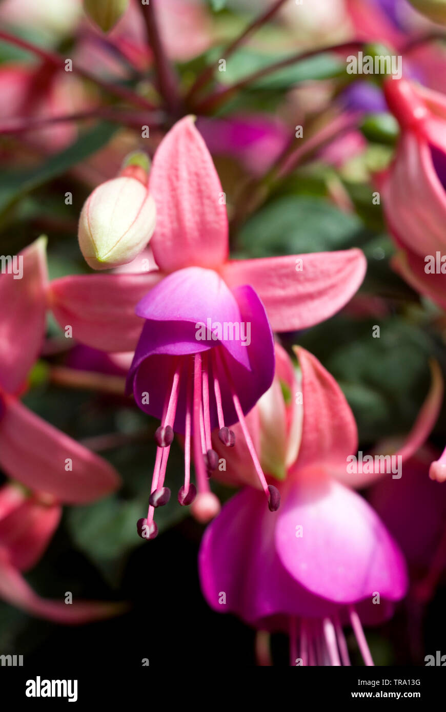 Fuchsia flowers Stock Photo